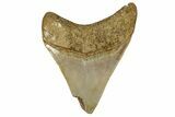 Serrated, Fossil Megalodon Tooth From Morocco - Rare Location #353012-1